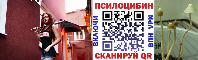 магазин продажи наркотиков  Новая Ладога  Галлюциногенные грибы MAGIC MUSHROOMS 